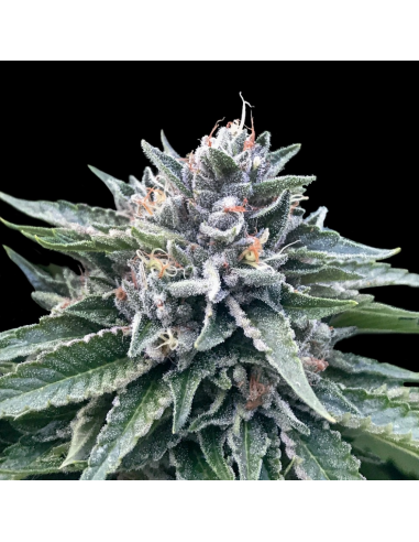 Dna Genetics Sorbet #4 Fem - Imagen 1