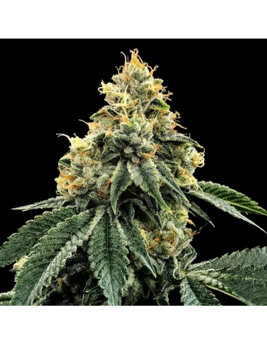 Dna Genetics Kosher Dawg Fem - Imagen 1