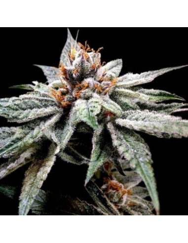 Dna Genetics Dj's Gold Fem - Imagen 1