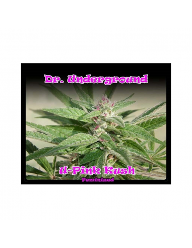 Dr Underground U-Pink Kush Fem. - Imagen 1