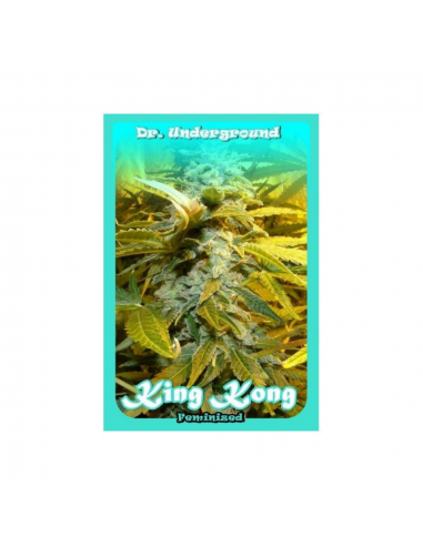 Dr Underground Auto King Kong - Imagen 1