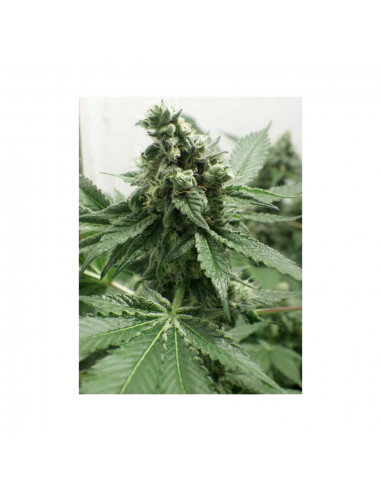 Dr Underground Black Jesus OG Fem. - Imagen 1