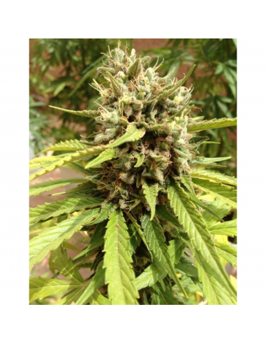 Dutch Passion Auto Blueberry - Imagen 1