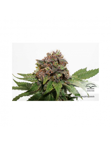 Dutch Passion Strawberry Cough Fem. - Imagen 1