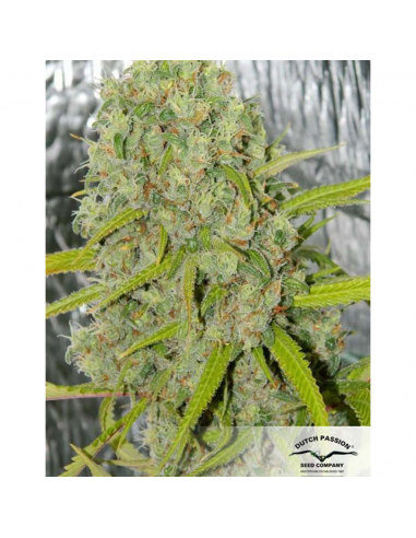 Dutch Passion Orange Bud Fem. - Imagen 1