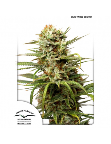 Dutch Passion Auto White Widow - Imagen 1