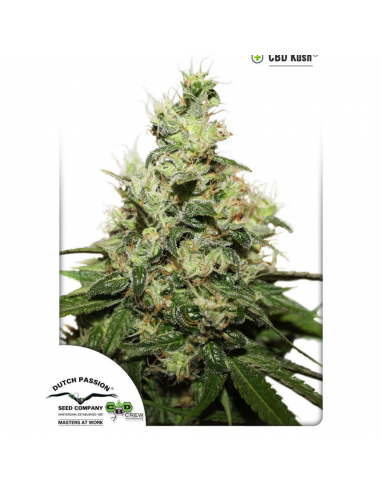 Dutch Passion CBD Kush Fem. - Imagen 1