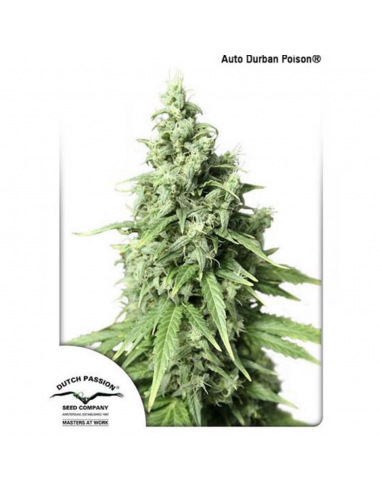 Dutch Passion Auto Durban Poison - Imagen 1