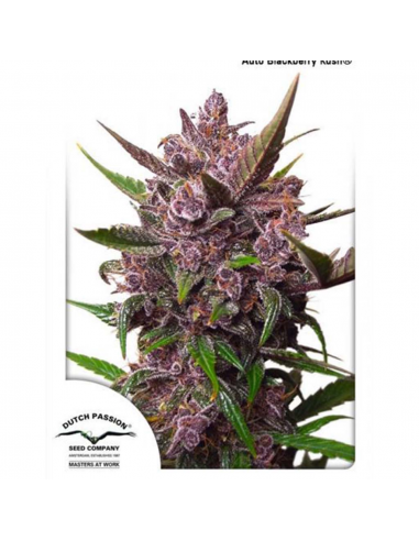 Dutch Passion Auto Blackberry Kush - Imagen 1