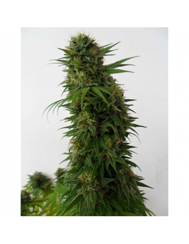 Dutch Passion Snow Bud Fem. - Imagen 1