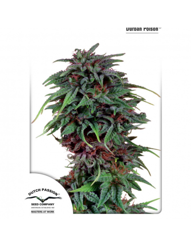 Dutch Passion Durban Poison Fem. - Imagen 1