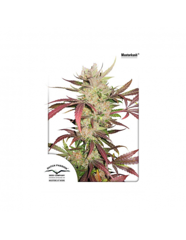 Dutch Passion Master Kush 10Und Reg - Imagen 1