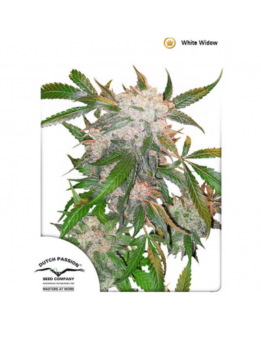 Dutch Passion White Widow 10Und Reg - Imagen 1