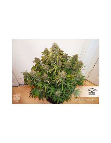 Dutch Passion Auto Daiquiri Lime - Imagen 1