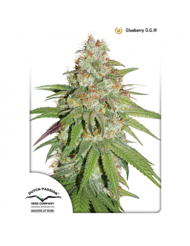 Dutch Passion Glueberry OG Fem. - Imagen 1