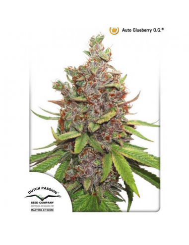 Dutch Passion Auto Glueberry OG - Imagen 1