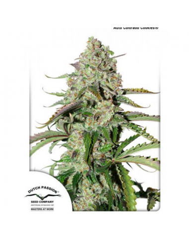 Dutch Passion Auto Colorado Cookies - Imagen 1