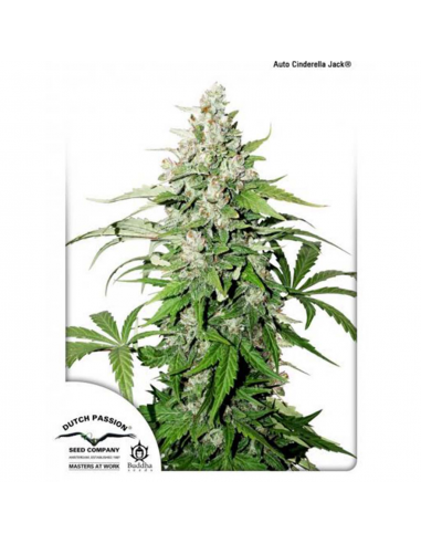 Dutch Passion Auto Cinderella Jack - Imagen 1