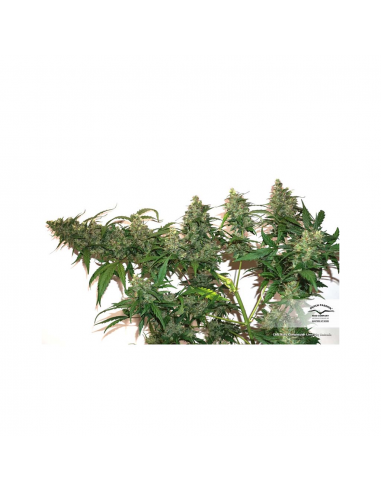 Dutch Passion Auto Compassion Lime CBD 7Und - Imagen 1