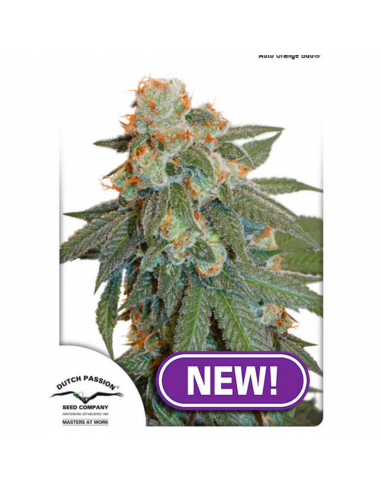 Dutch Passion Auto Orange Bud - Imagen 1