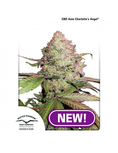 Dutch Passion CBD Charlotte's Angel Fem - Imagen 1