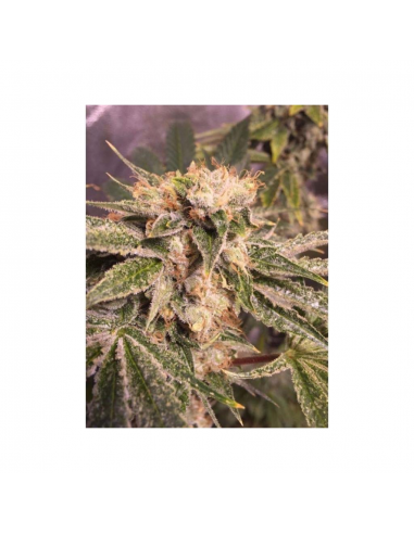 Dutch Passion Lemon Zkittle Fem. - Imagen 1