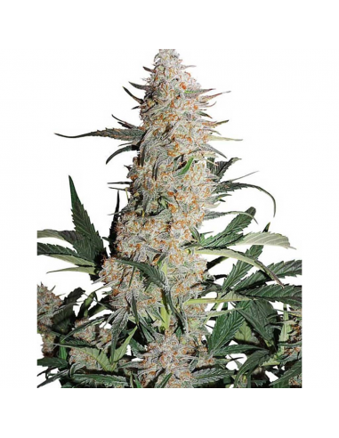 Dutch Passion Auto Critical Orange Punch - Imagen 1