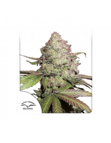 Dutch Passion Auto CBD Charlotte's Angel - Imagen 1