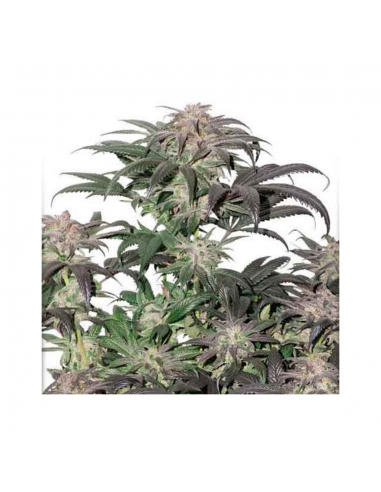 Dutch Passion Bubba Island Kush Fem - Imagen 1