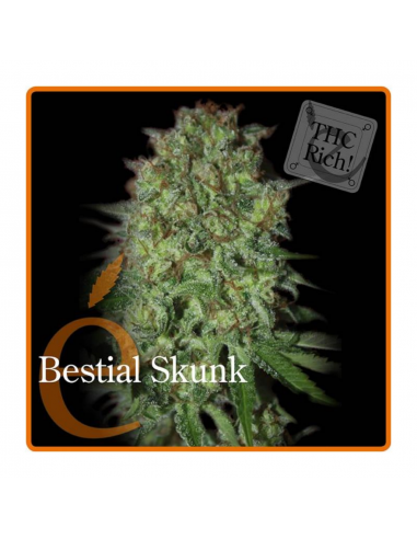 Elite Seeds Bestial Skunk Fem. - Imagen 1