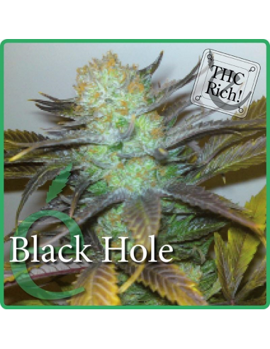 Elite Seeds Black Hole Fem. - Imagen 1