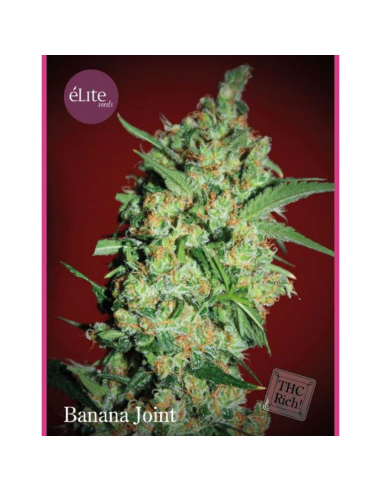 Elite Seeds Banana Joint Fem. - Imagen 1