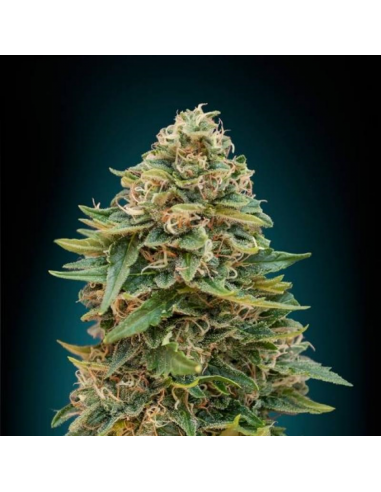 Elite Seeds Elite 47 Auto - Imagen 1