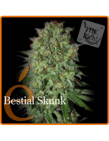 Elite Seeds Bestial Skunk 3Und Fem. - Imagen 1