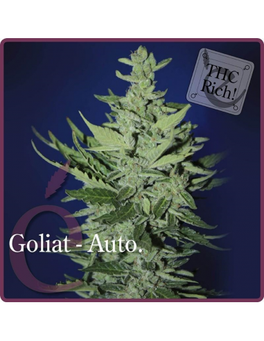 Elite Seeds Goliat Auto 7Und - Imagen 1