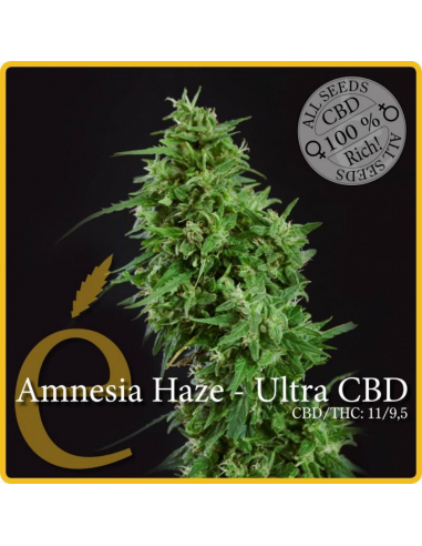 Elite Seeds Amnesia Haze Ultra CBD Fem. - Imagen 1