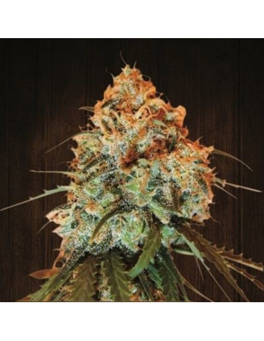 Ace Seeds Golden Tiger Fem - Imagen 1