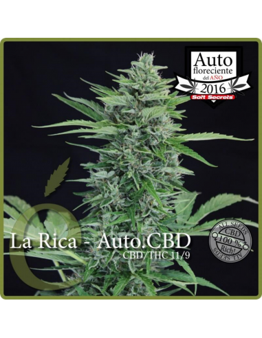 Elite Seeds La Rica Auto CBD - Imagen 1