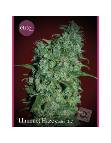 Elite Seeds Llimonet Haze 3Und Fem. - Imagen 1