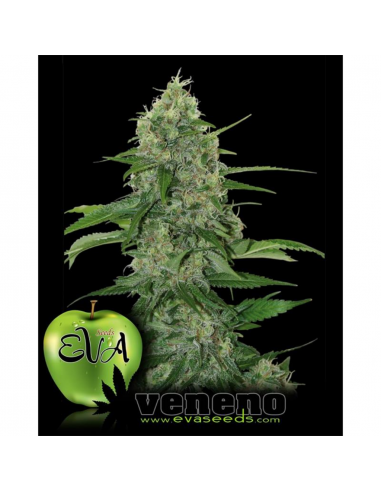 Eva Seeds Veneno Fem - Imagen 1