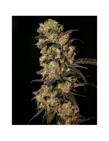 Eva Seeds Pink Plant Fem. - Imagen 1