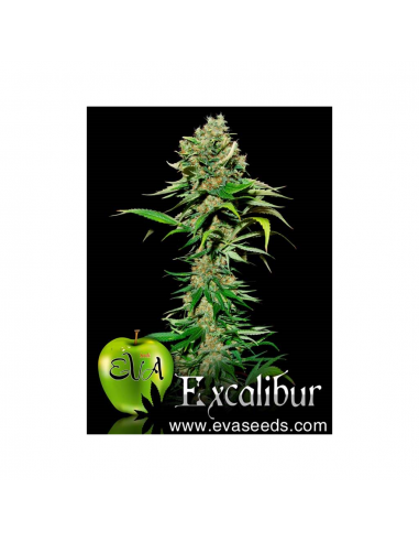 Eva Seeds Excalibur Fem. - Imagen 1