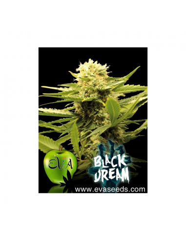 Eva Seeds Black Dream Fem. - Imagen 1