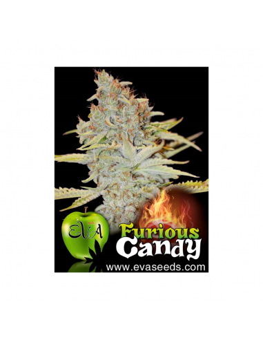 Eva Seeds Furious Candy Fem. - Imagen 1