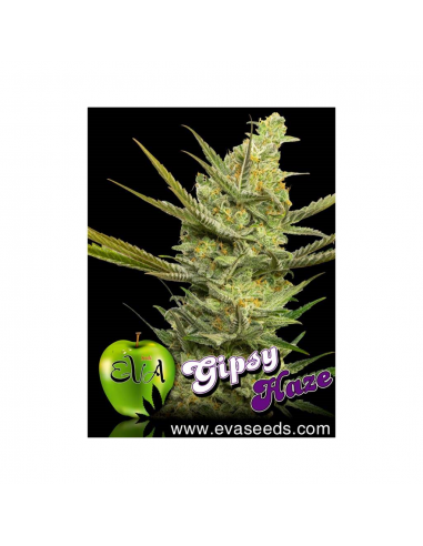 Eva Seeds Gipsy Haze Fem - Imagen 1