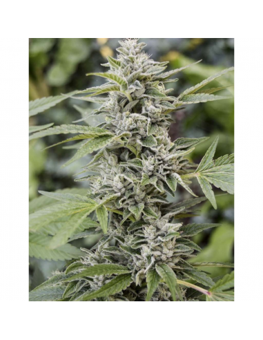 Eva Seeds Gorilla Candy Fem. - Imagen 1