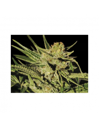 Exclusive Seeds Egarshark Fem - Imagen 1