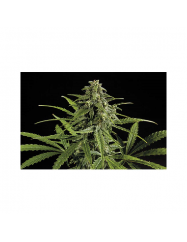 Exclusive Seeds Doble W Fem - Imagen 1