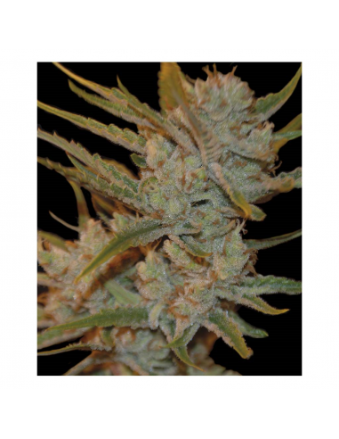 Exclusive Seeds Oxus Fem - Imagen 1