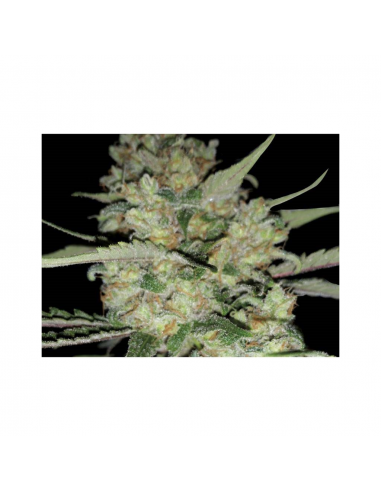 Exclusive Seeds Critical Exclusive Fem - Imagen 1